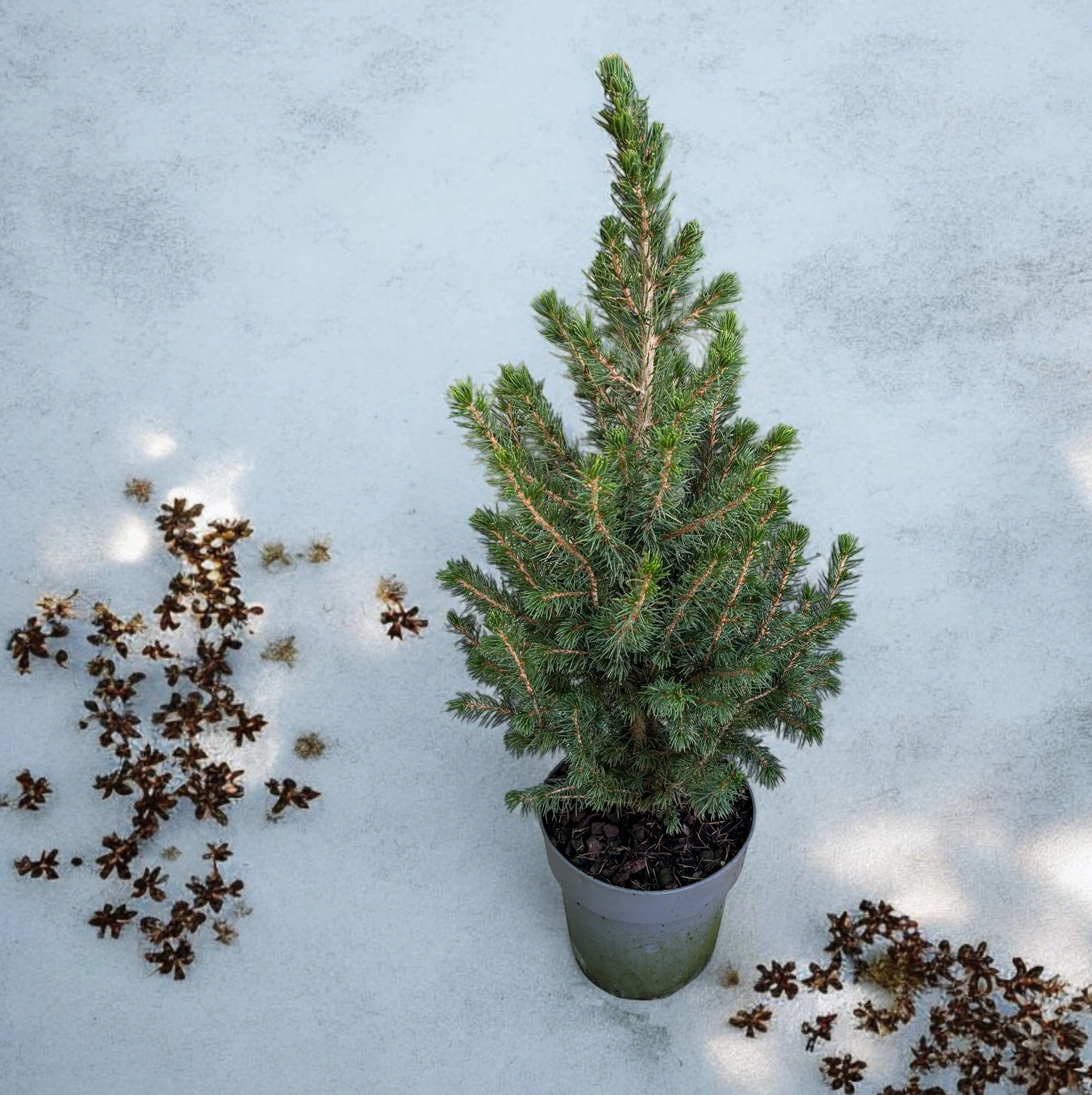 Picea Glauca Conica H55-60cm – brad in ghiveci