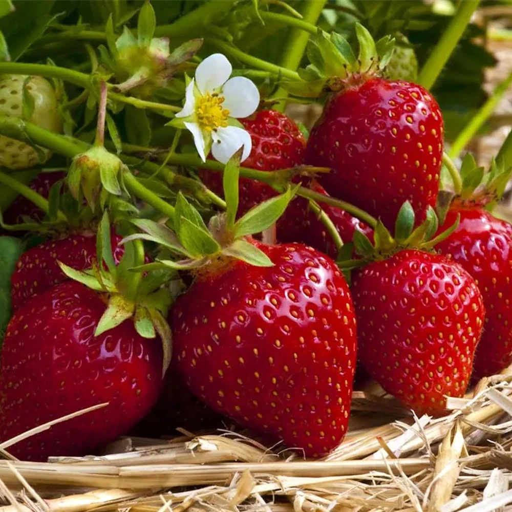 Capsun remontant – Fragaria x ananassa 'Ostara