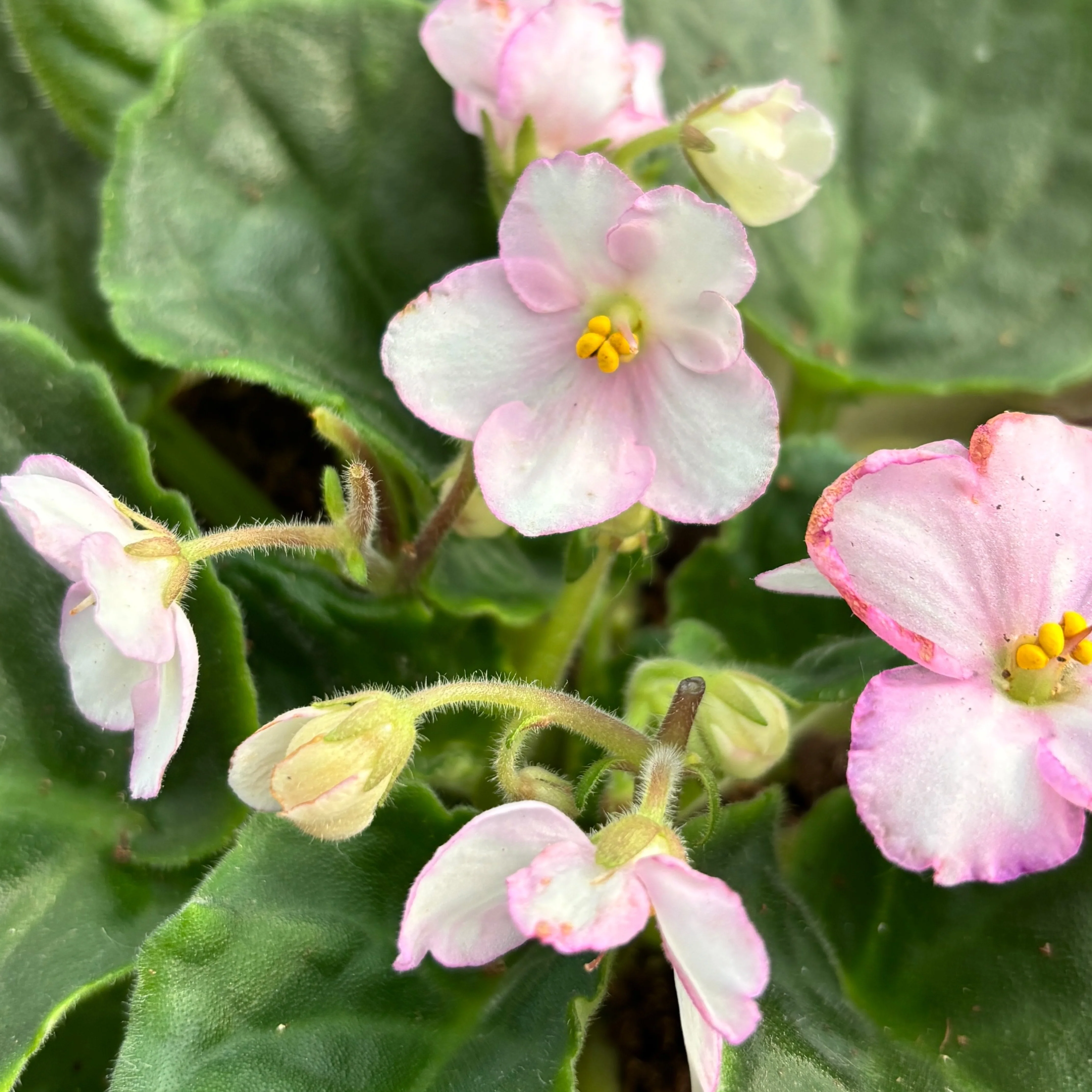 Saintpaulia Voila Pink – violete bicolore roz