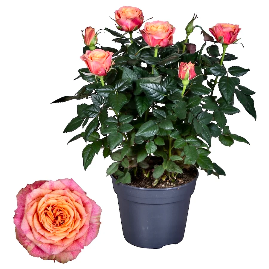 Trandafiri pitici Rosa ‘Orange’ – parfumati (3-4 plante/ghiveci)