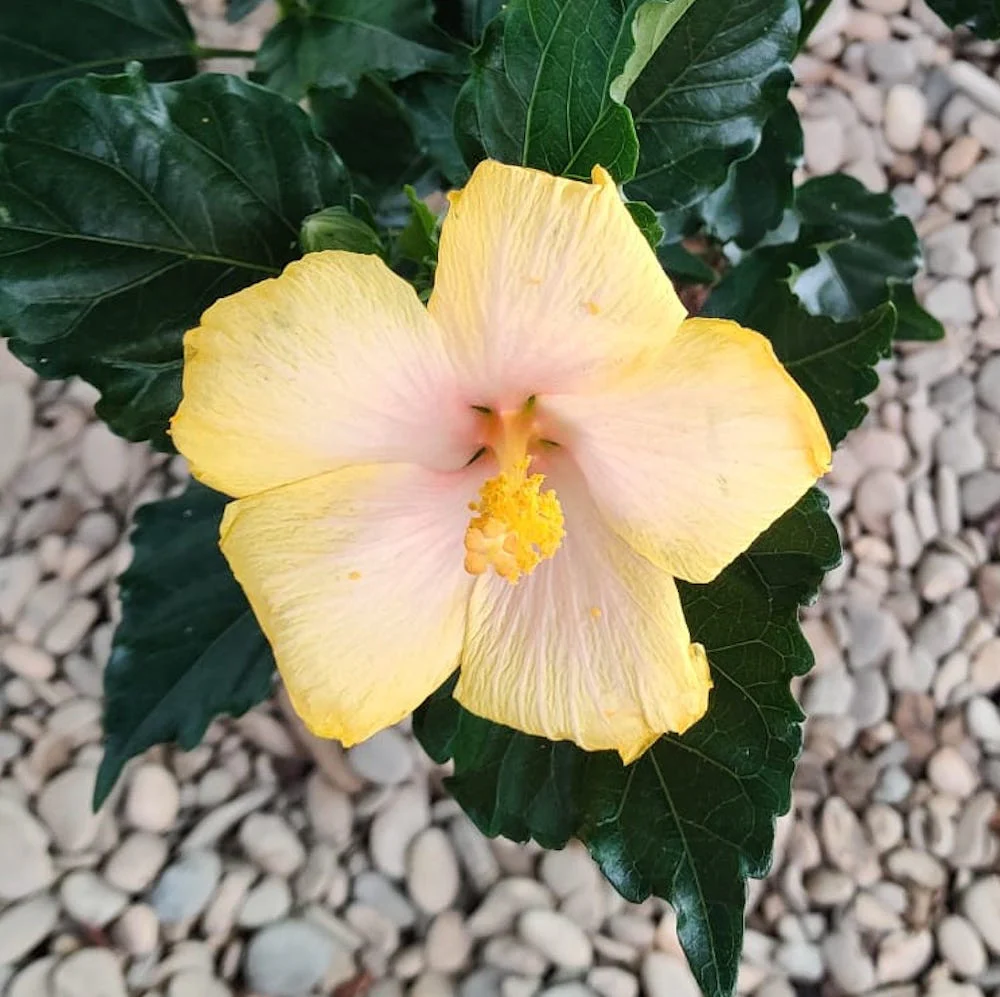 Hibiscus Yellow – trandafir japonez galben