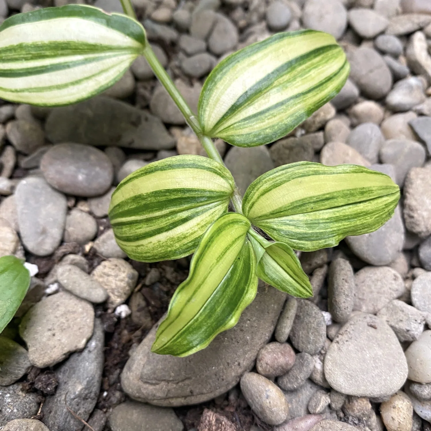 Cutting (butas) Tradescantia Yellow Hill