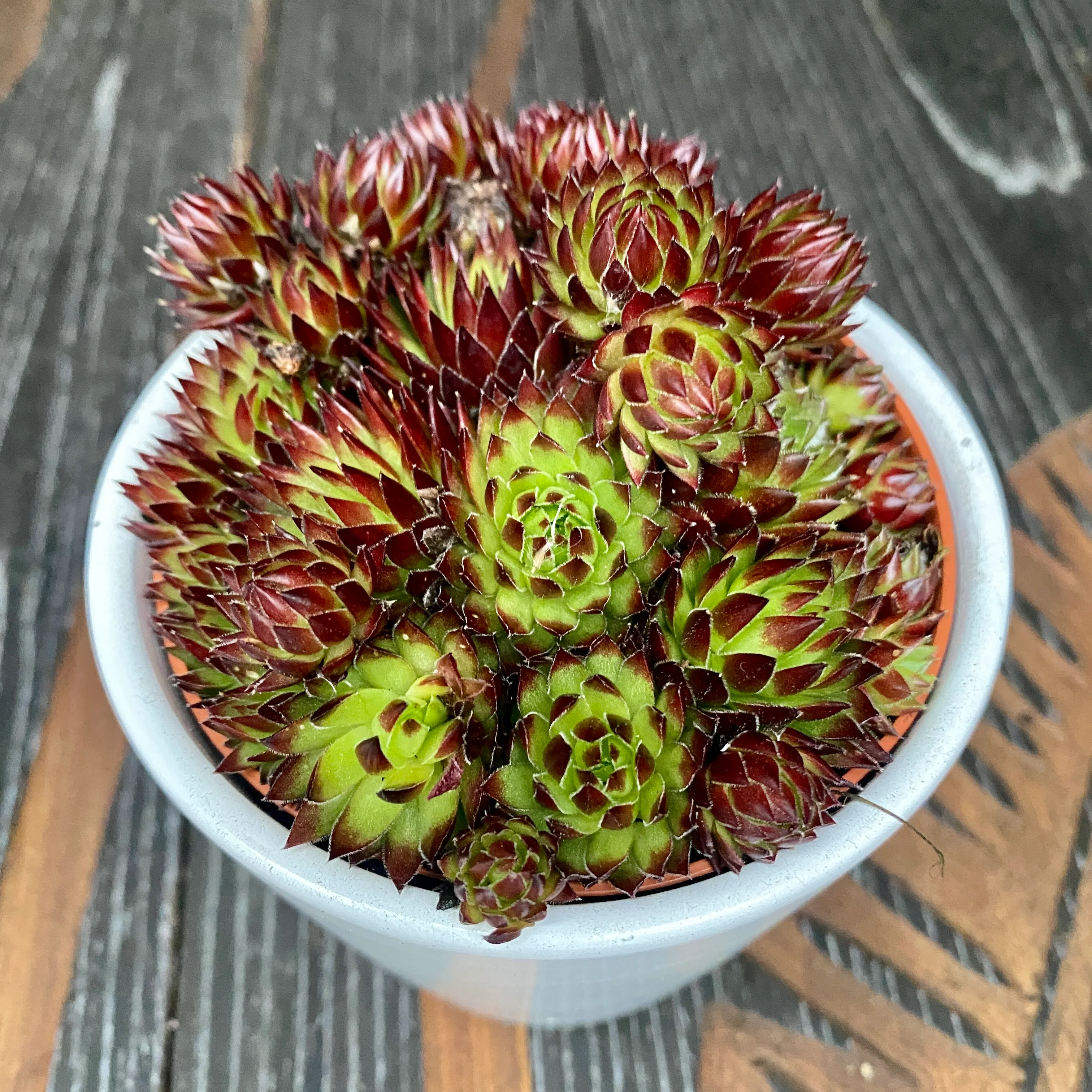 Sempervivum 'Herta Red’ (planta urechelnita)