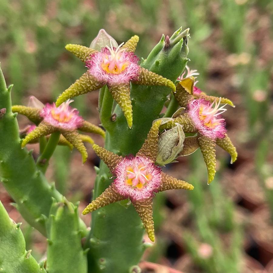 Stapelia flavopurpurea (steaua serifului)