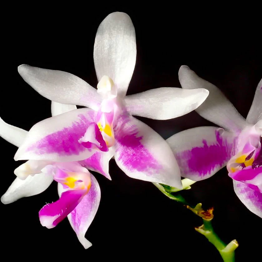 Phalaenopsis modesta *parfumata