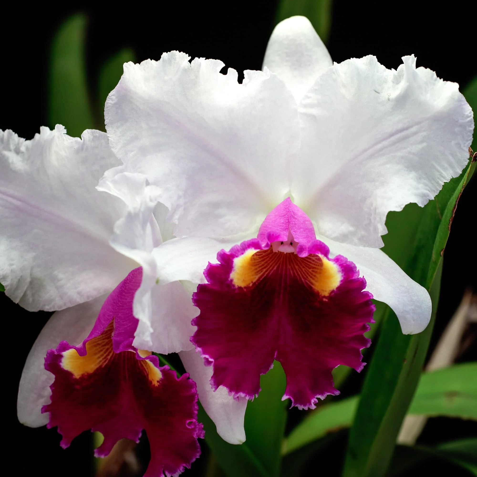 Cattleya Hausermann’s Gala 'Z1164′ parfumata