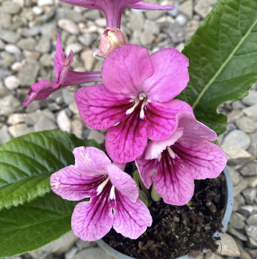Streptocarpus Arosa flori roz
