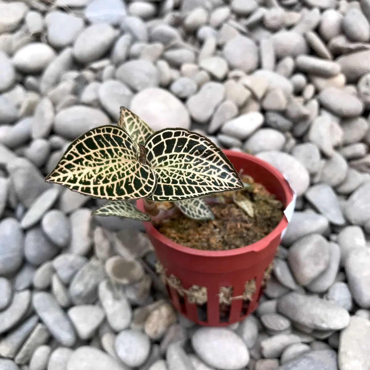Anoectochilus Sp. (Jewel Orchid)