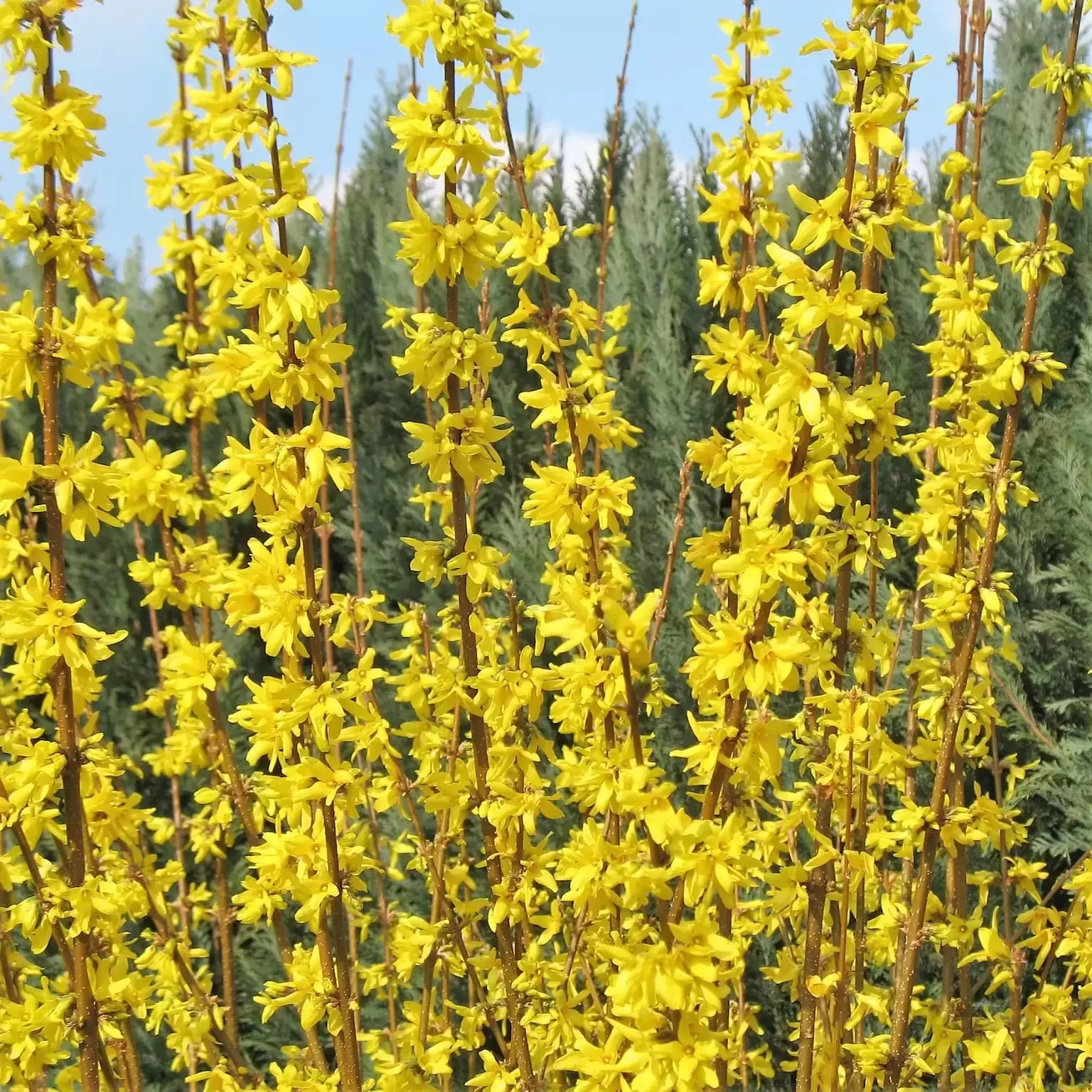 Forsythia intermedia 'Weekend’