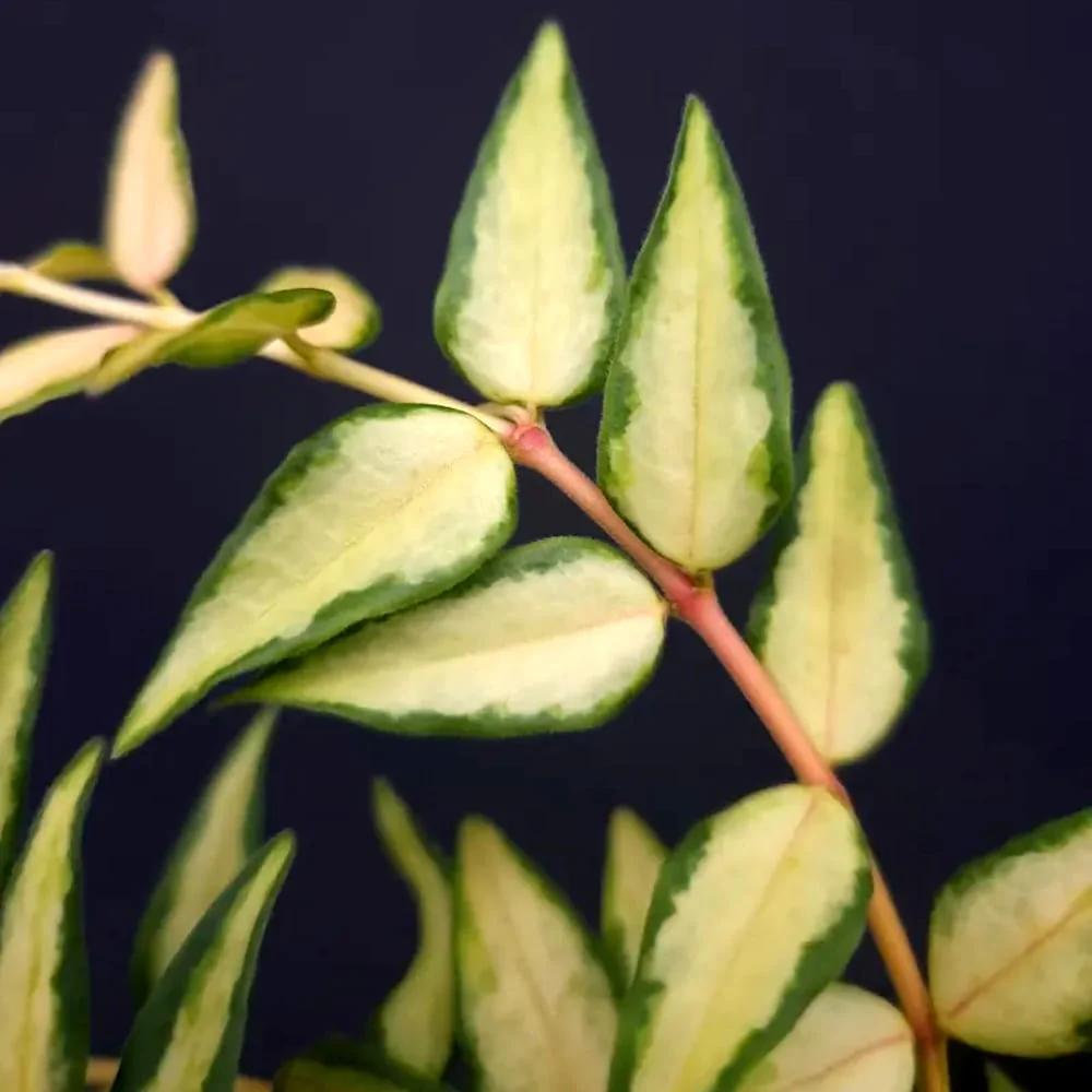 Hoya bella 'Lida Buis’ (Variegata)