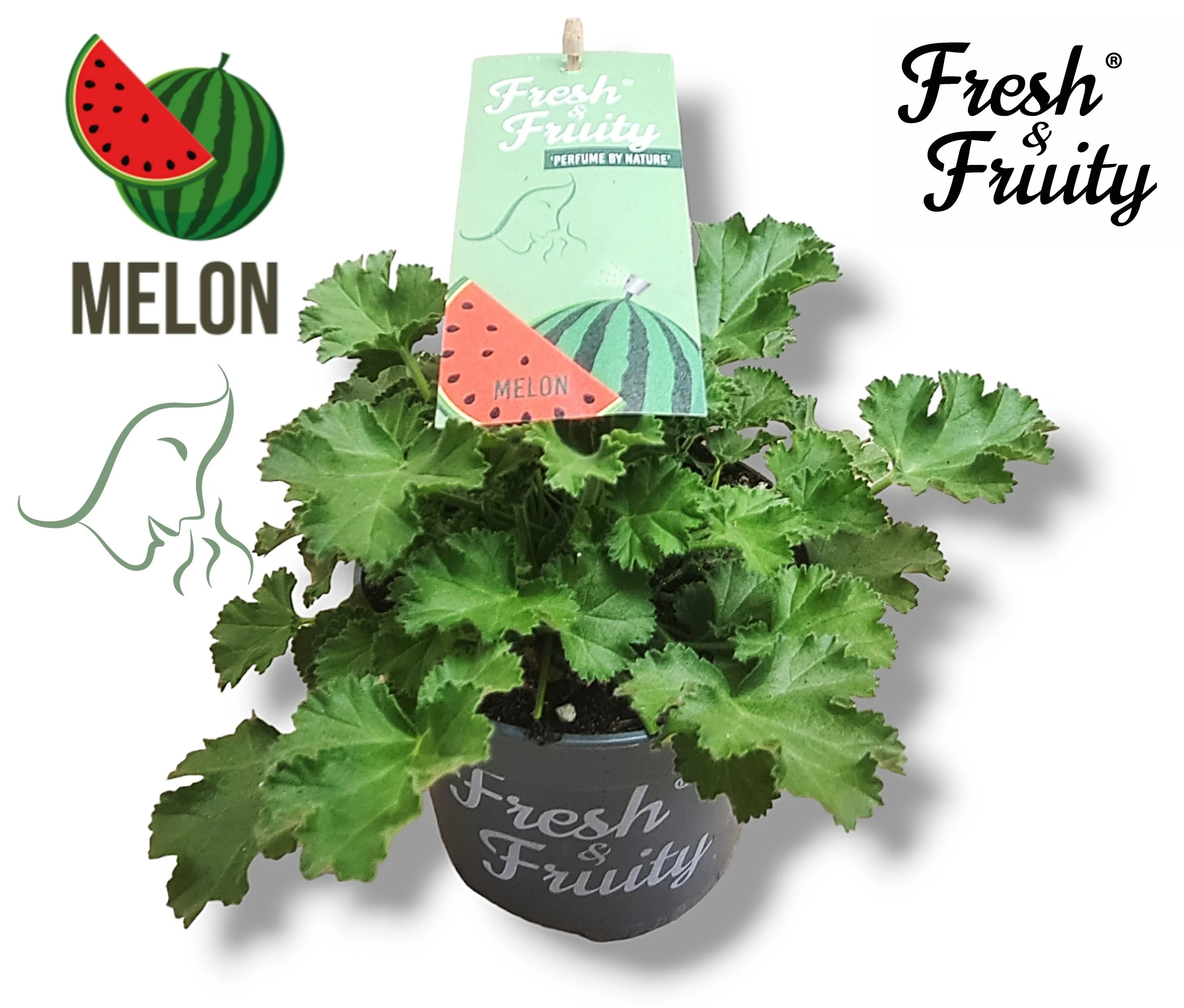 Muscate parfumate – Scented Geranium Melon (aroma de pepene)
