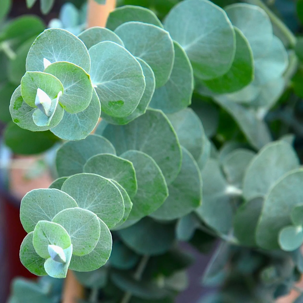Eucalipt – Eucalyptus pulverulenta 'Baby Blue’ (XL- 100+ cm)