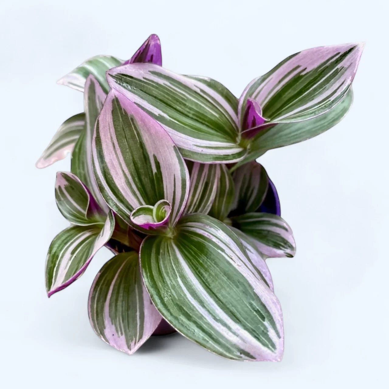 Tradescantia albiflora 'Nanouk’ D7 (2-3 plante/ghiveci)