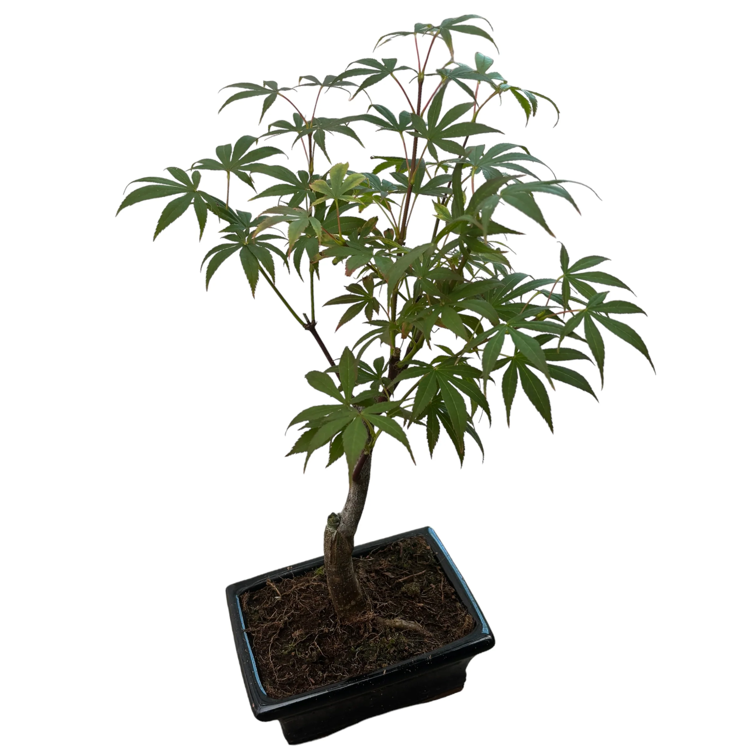 Bonsai Acer Green