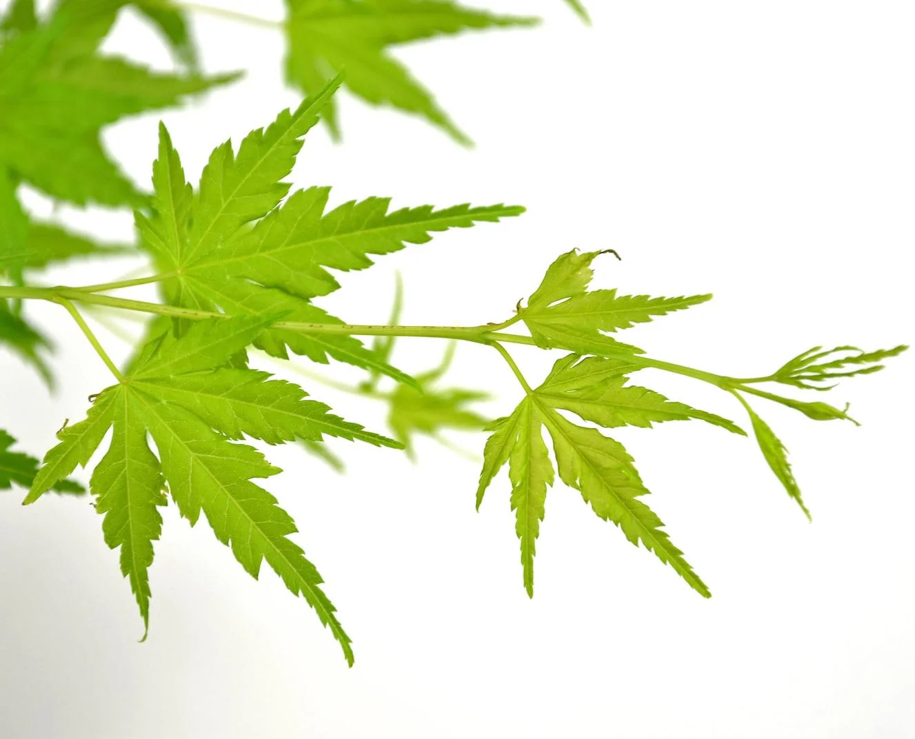 Acer palmatum 'Green Globe’