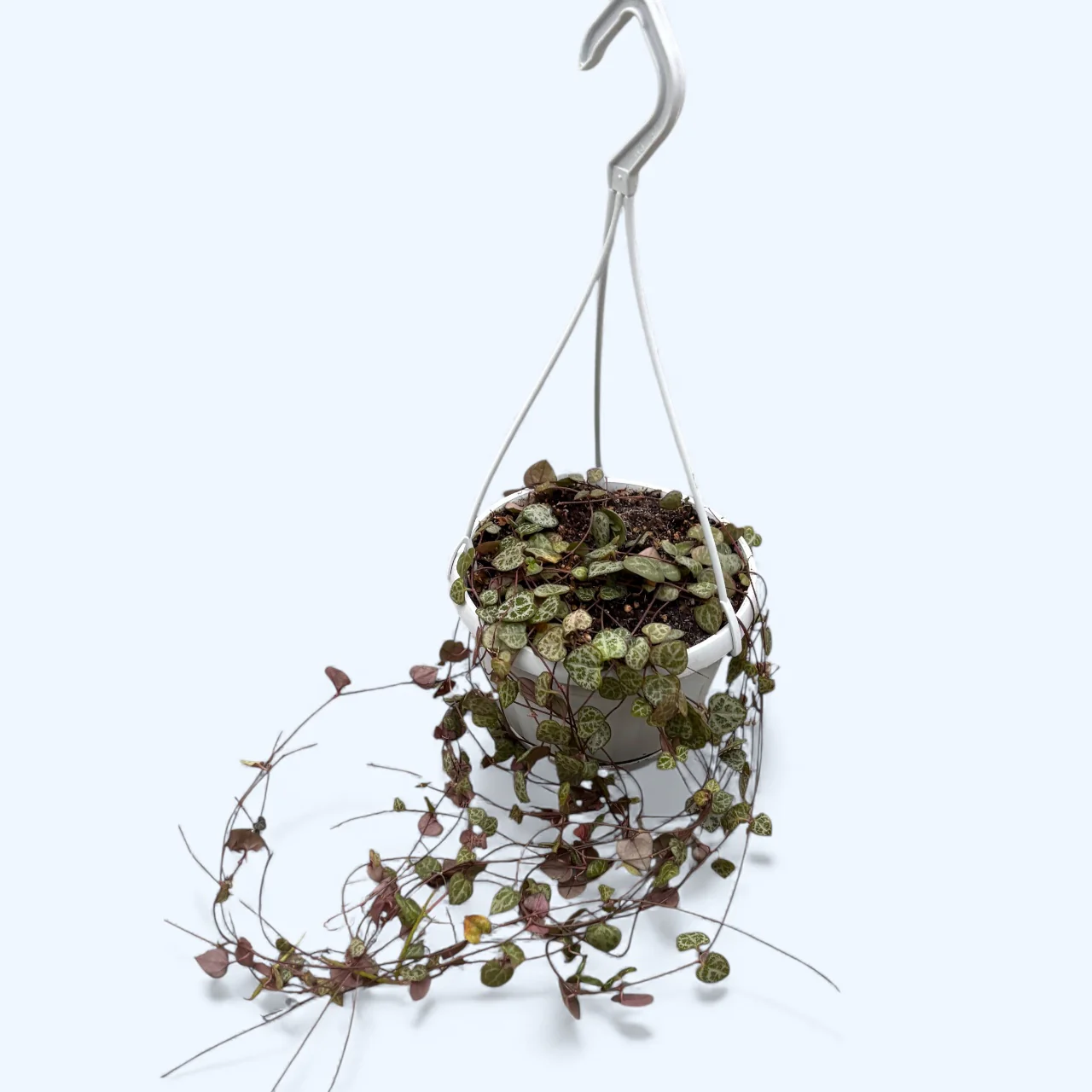 Ceropegia woodii – Lantul inimilor (String of hearts)