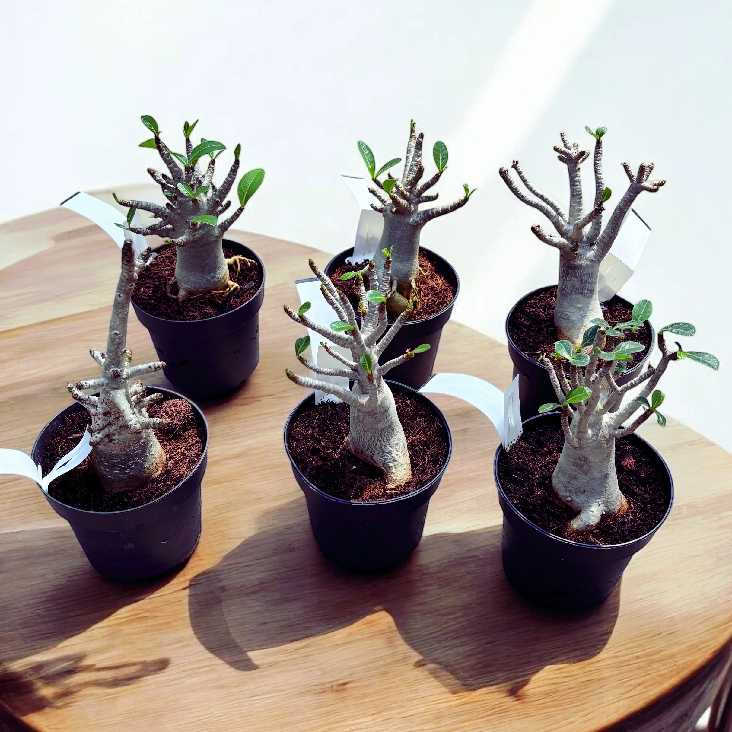 Adenium arabicum 'Baobab’ D12