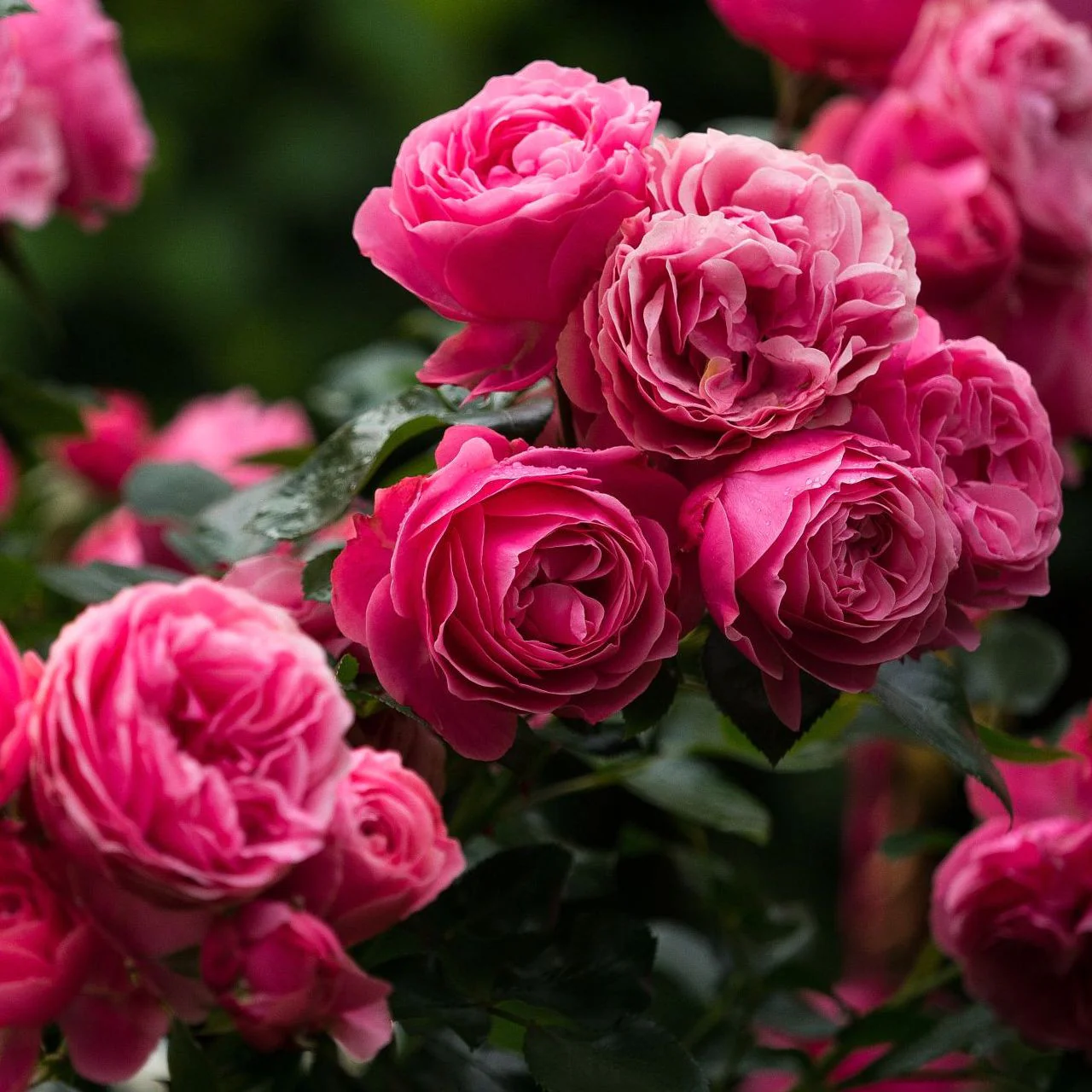 Rosa ‘Leonardo da Vinci’® – Trandafir floribunda, nostalgie si romantism
