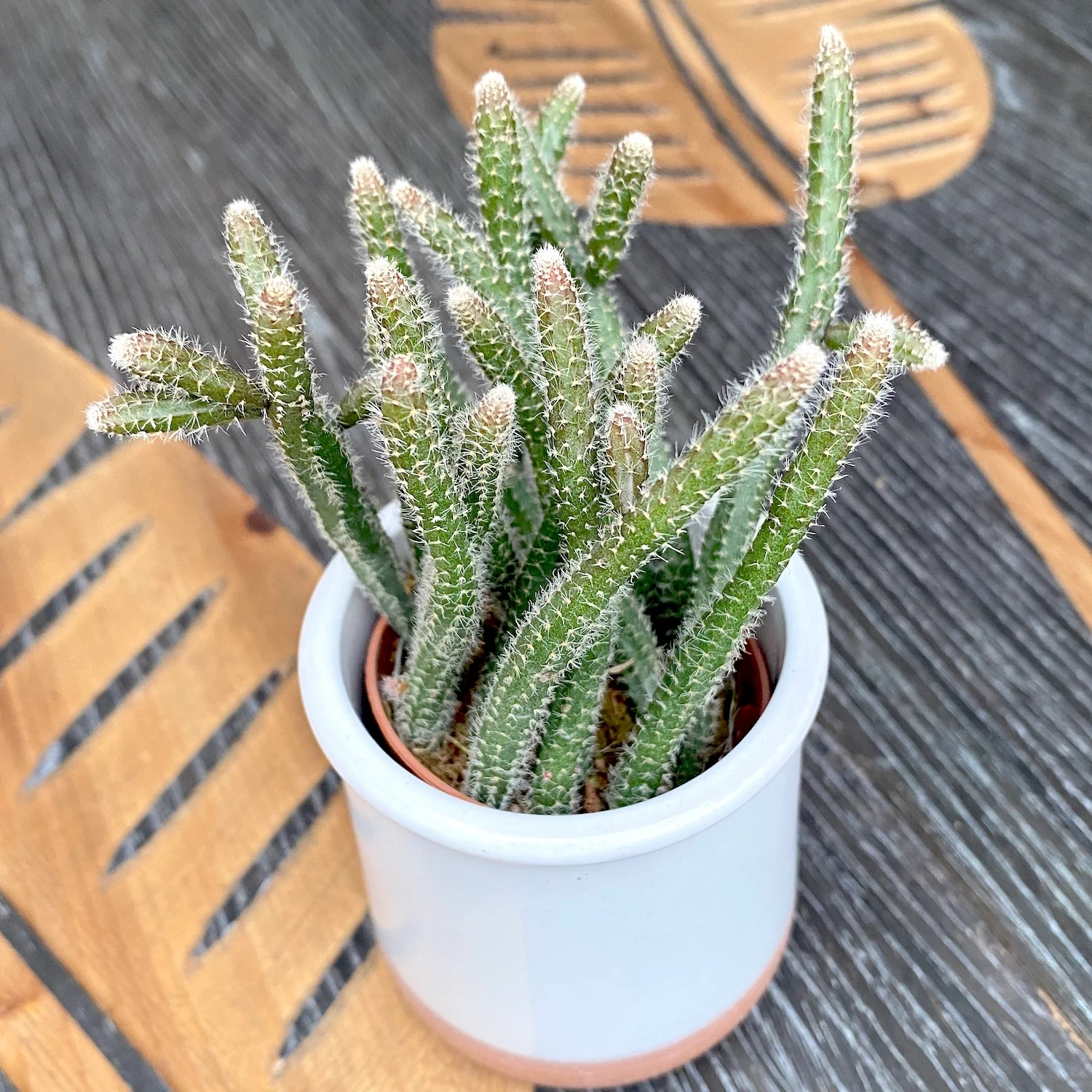 Rhipsalis baccifera subsp. horrida * babyplant