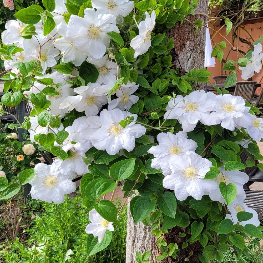 Clematite – Clematis 'Apollonia’ (Late Large-flowered Group)