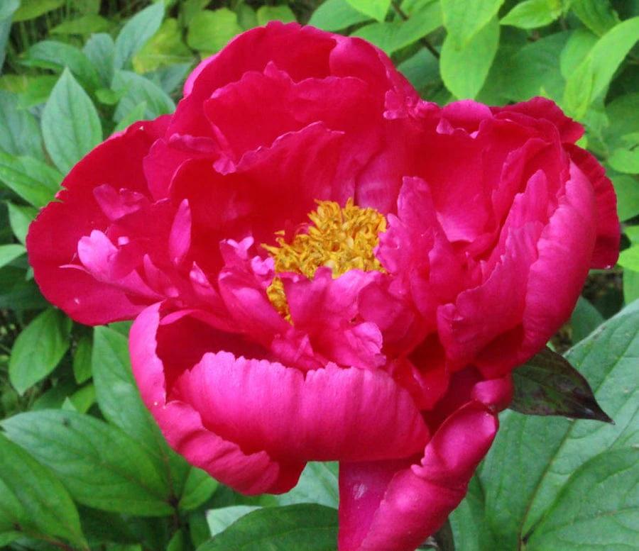 Bujori de gradina parfumati – Paeonia Lactiflora 'Paula Fay’