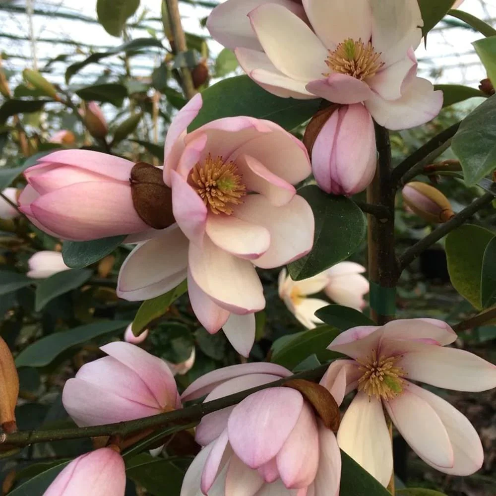 Magnolia Michelia 'Fairy Magnolia Blush’ – flori parfumate (H40)