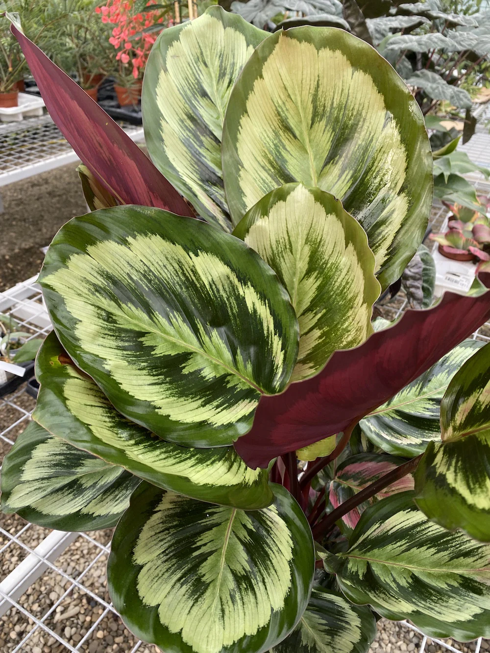 Calathea Misty XL – Planta paun