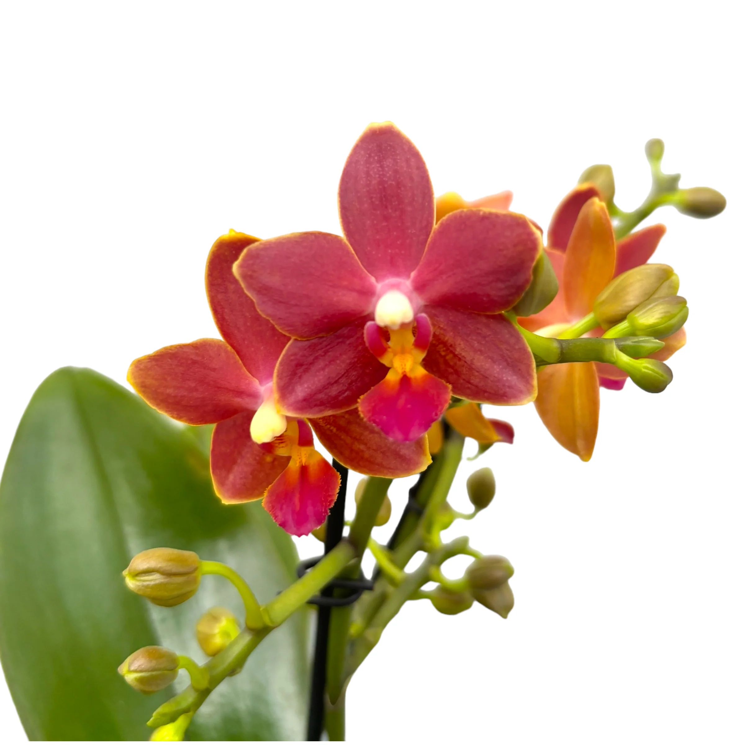 Phalaenopsis Sogo Red Star * flori cerate parfumate