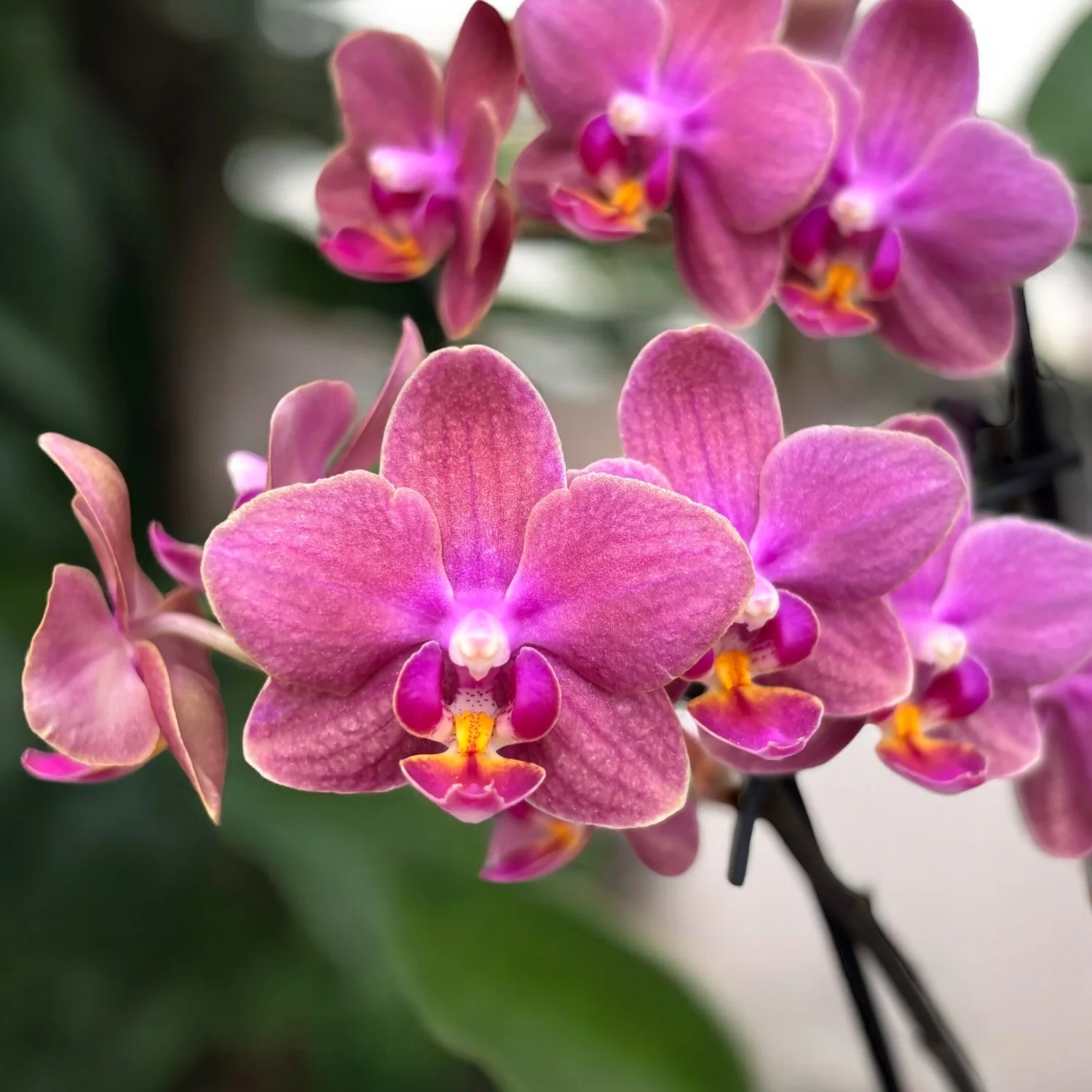 Phalaenopsis Diffusion (Aromio Exotic) *parfumata