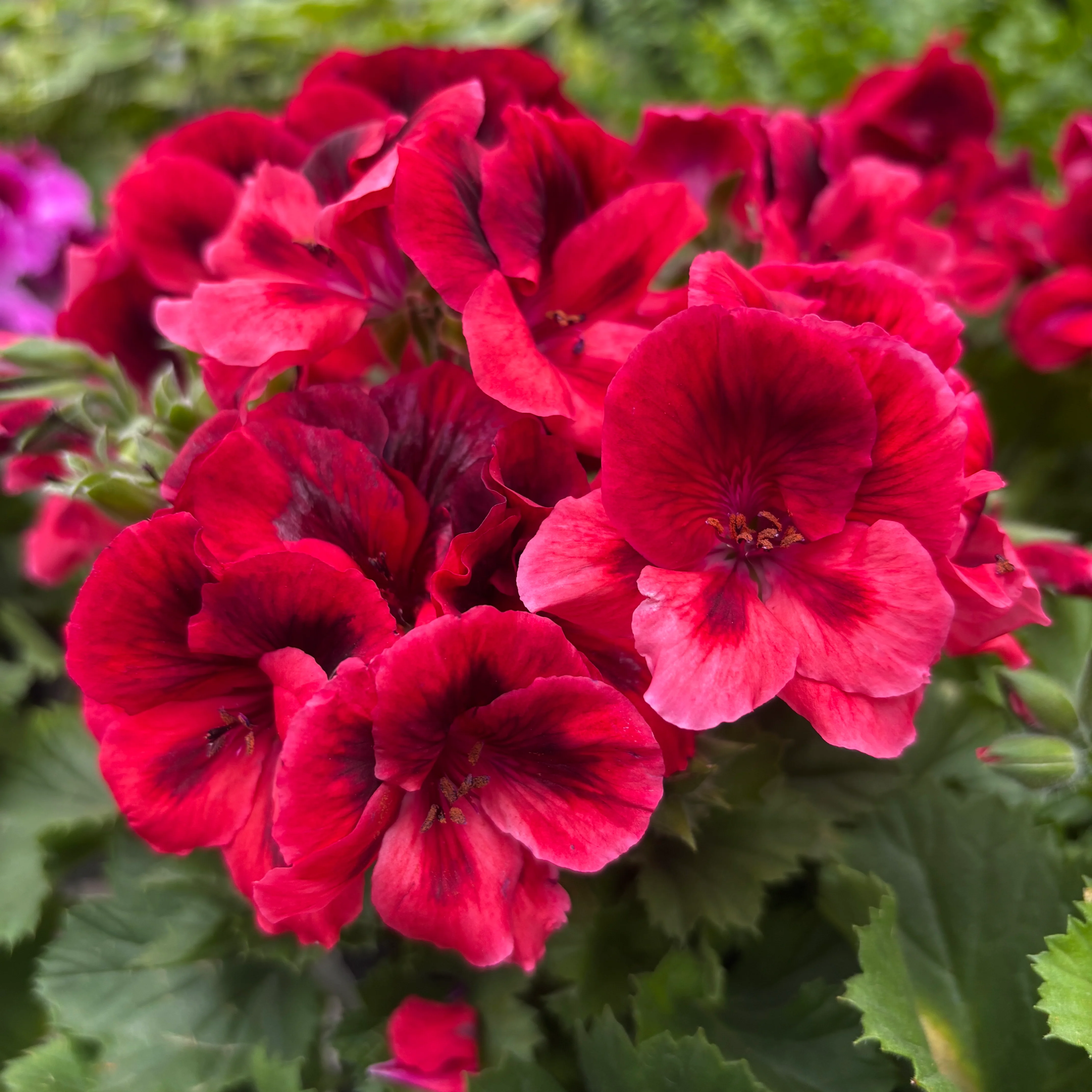Pelargonium grandiflorum ‘Don Vito’ (Muscate englezesti)