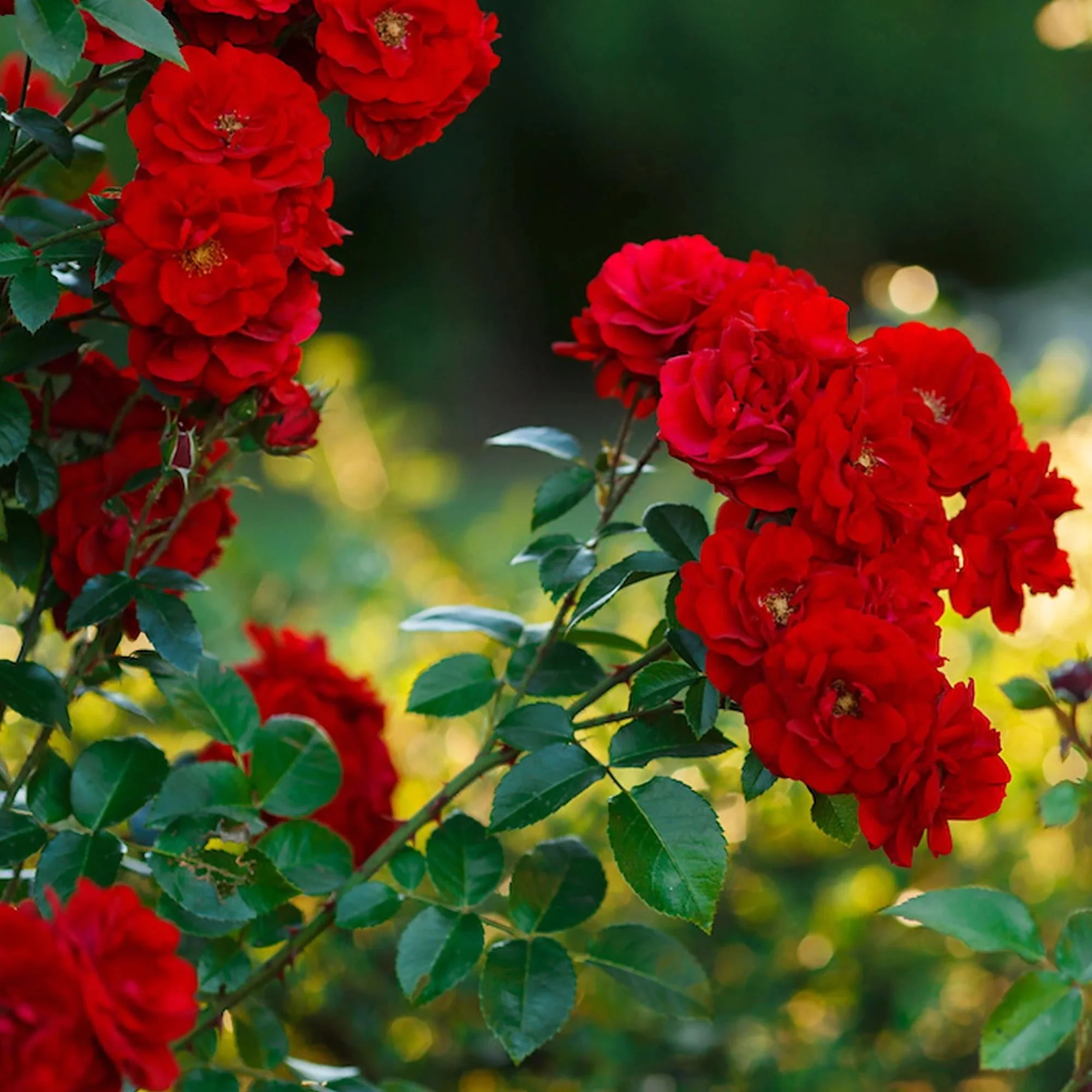 Rosa ‘Paul’s Scarlet’® – Trandafir floribunda rosu, catarator, parfumat