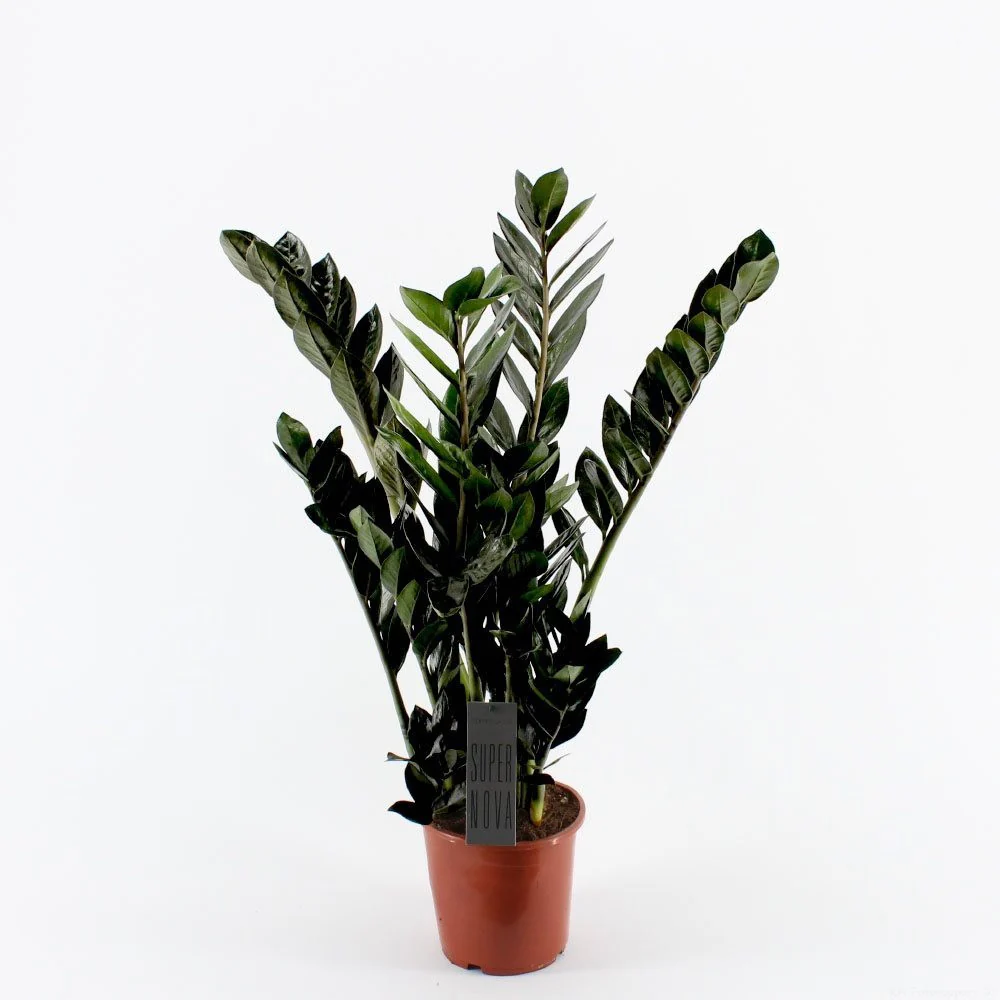 Zamioculcas ‘Super Nova’ D17 – frunzis inchis, aspect premium si intretinere usoara