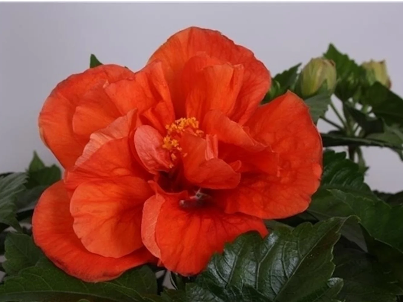 Hibiscus Madrid – Trandafir japonez portocaliu floarea dubla