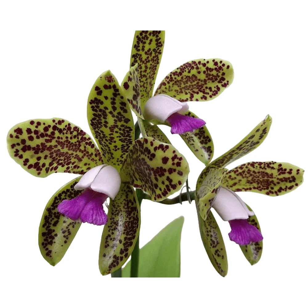 Cattleya guttata var. coerulea parfumat
