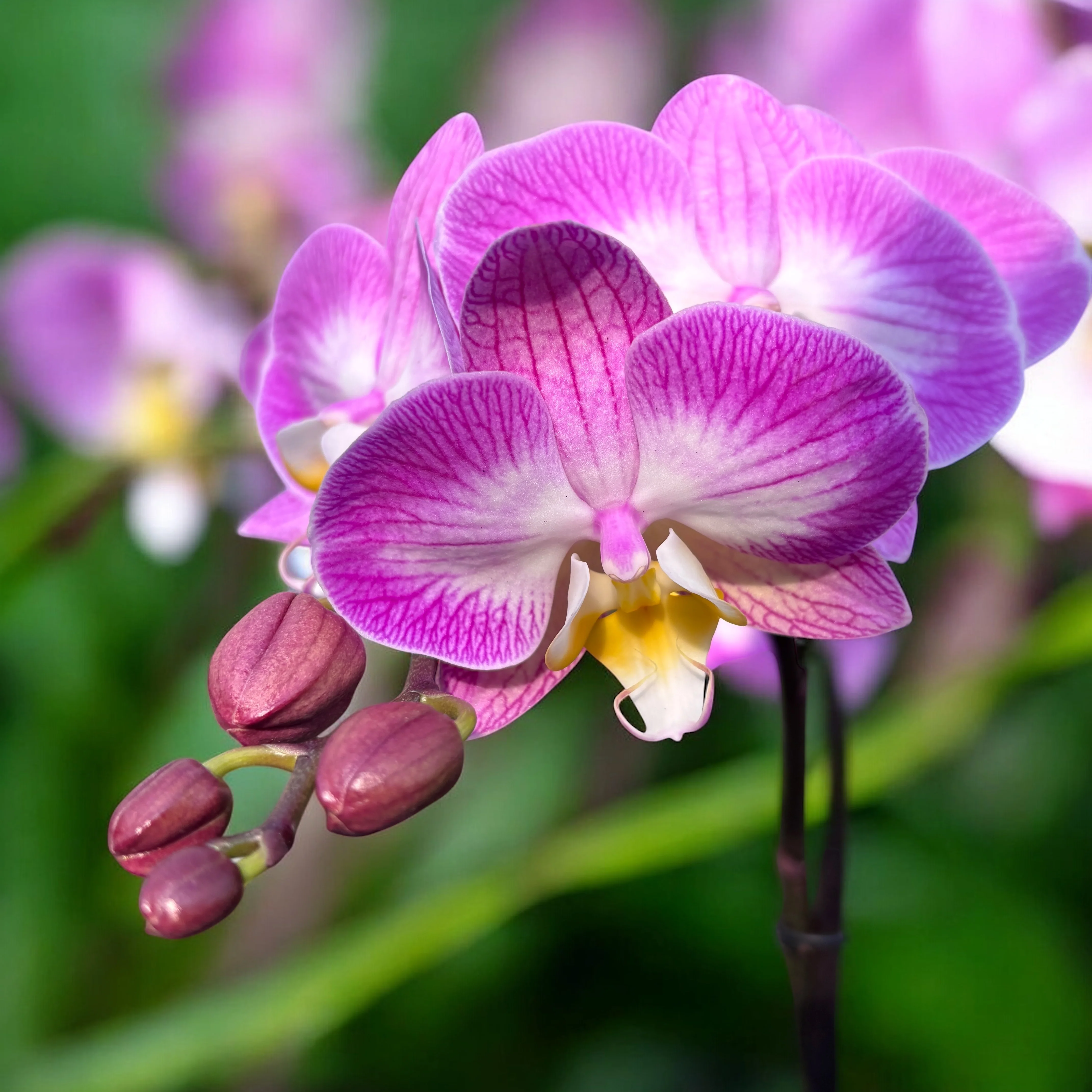 Phalaenopsis ‘Split’ (Free Spirit Pink) – orhidee cu tija ramificata si flori roz de poveste