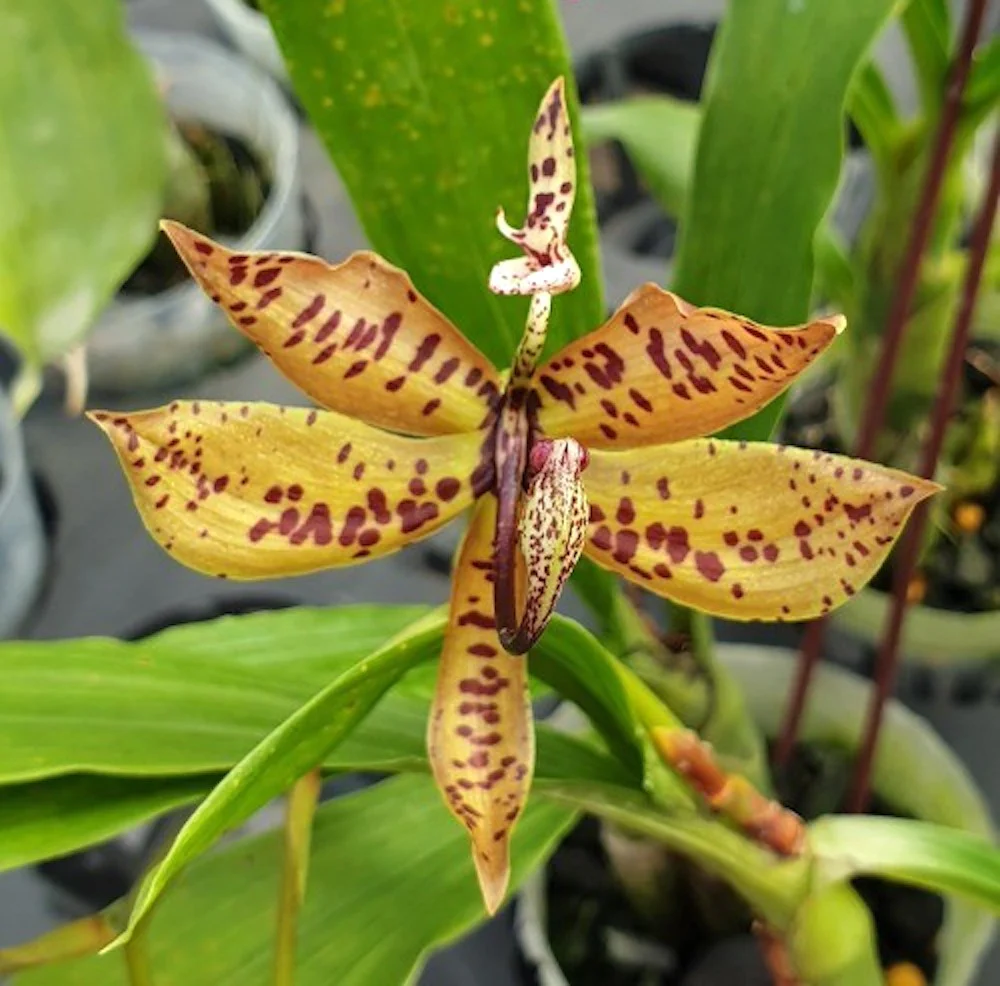 Cyc. villenaorum 'Jumbo’