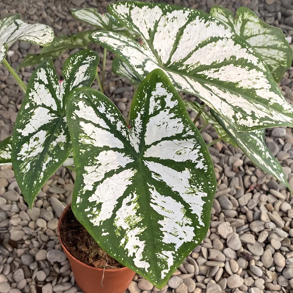 Caladium Pliage XL