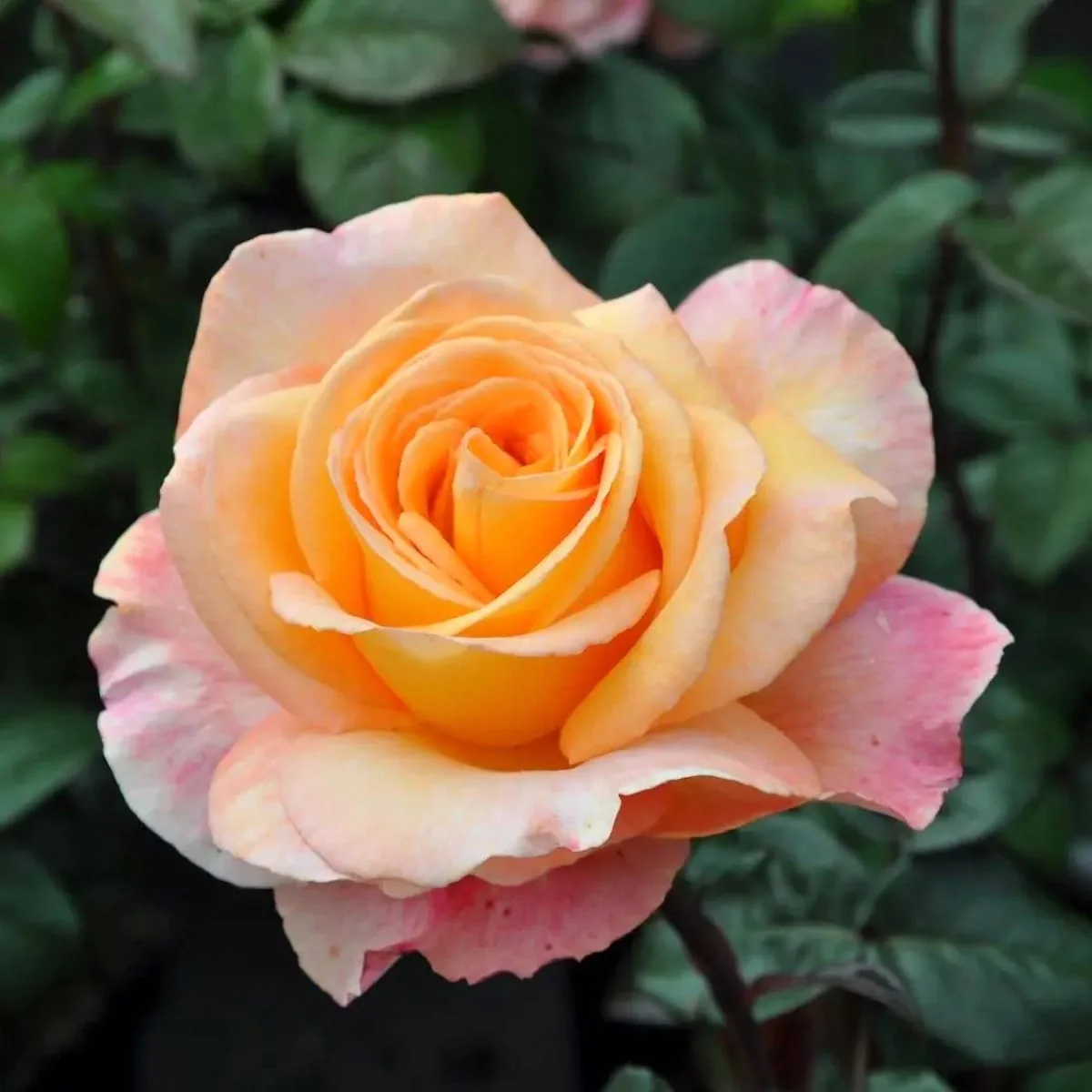 Rosa 'Scented Memory’® – Trandafir teahibrid, puternic parfumat (Parfum de Nature collection)