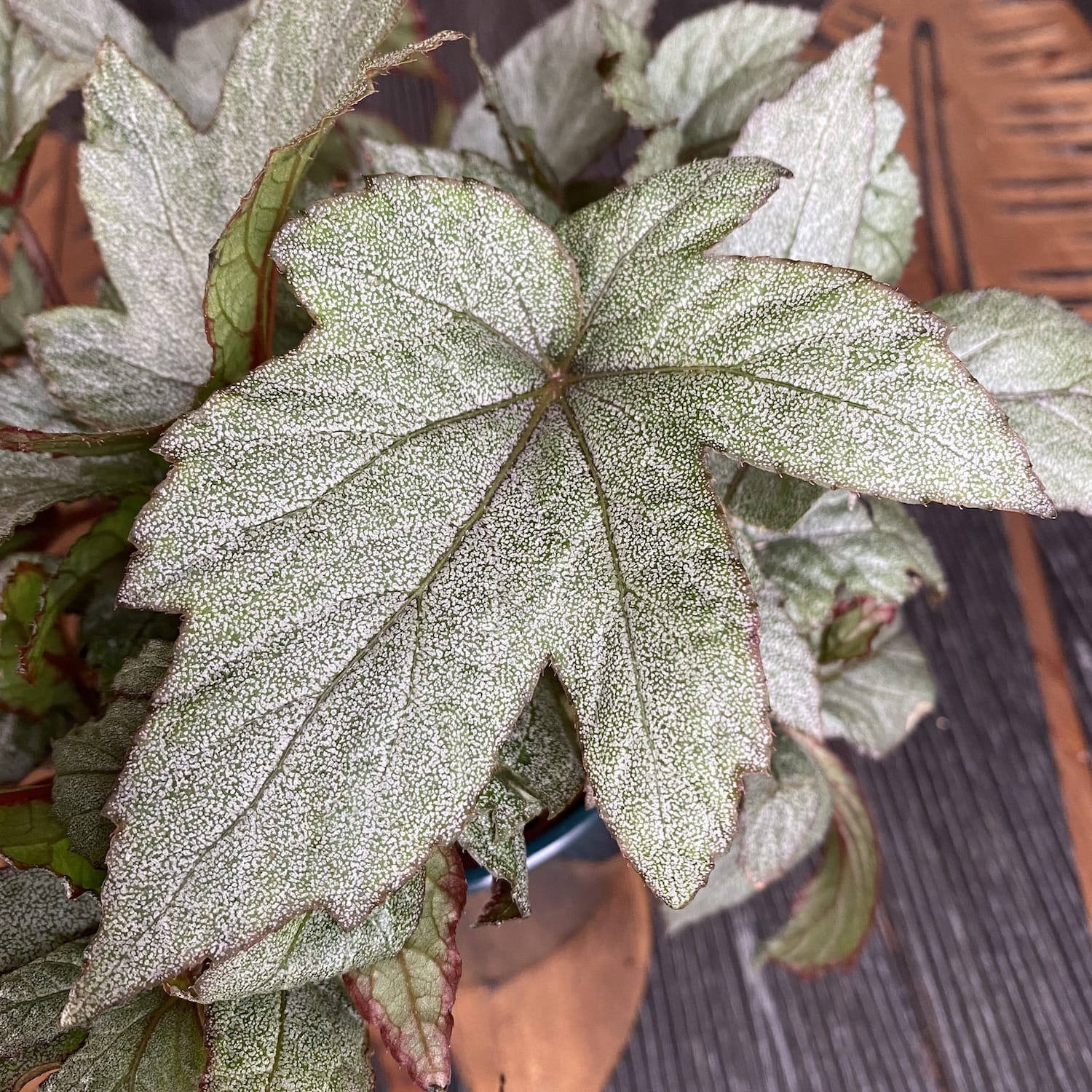 Begonia 'Pollux’
