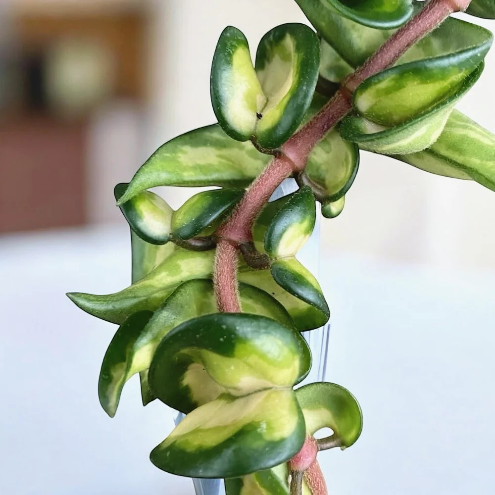 Hoya compacta 'Mauna Loa’ (variegata) – flori parfumate