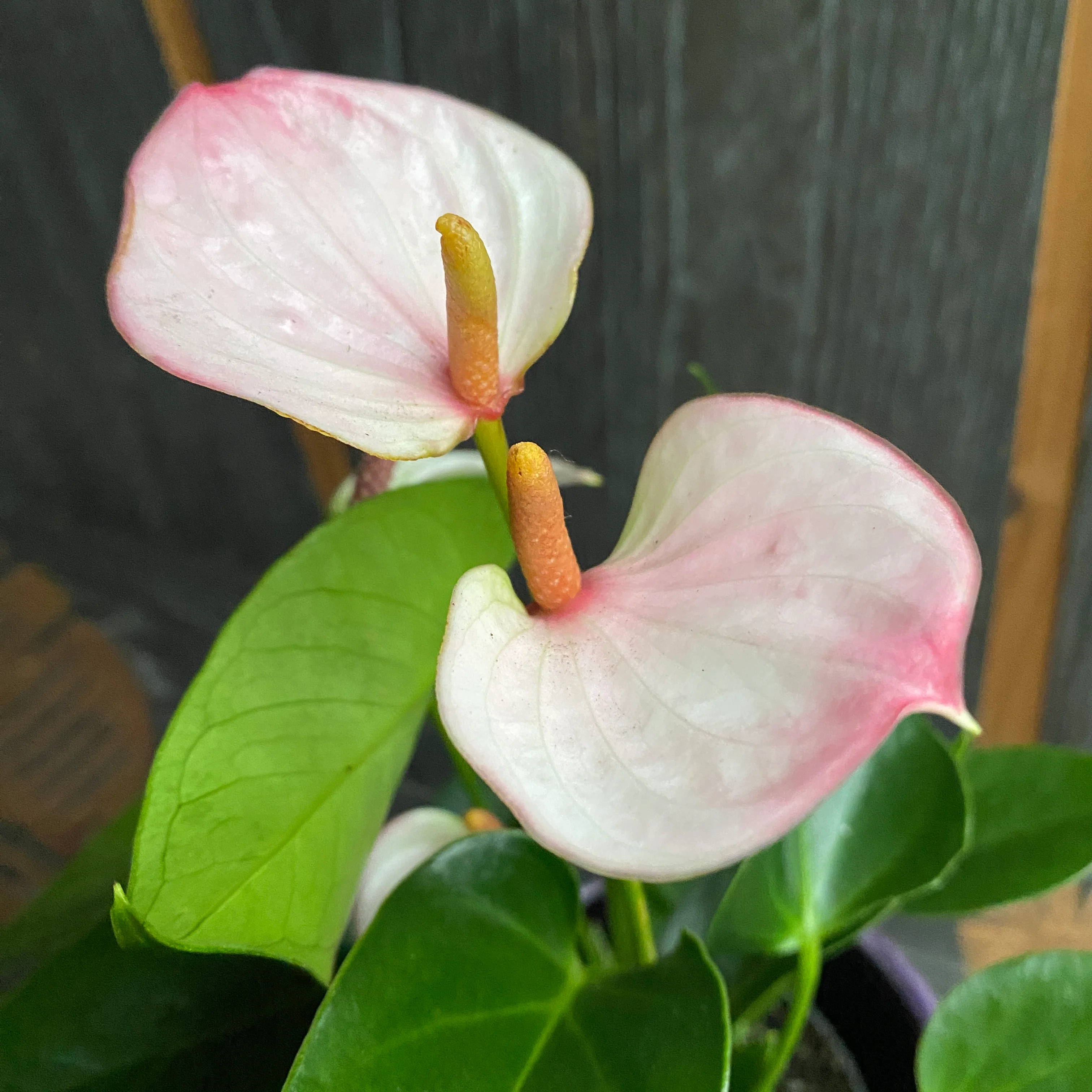 Anthurium 'Lipa Pink’