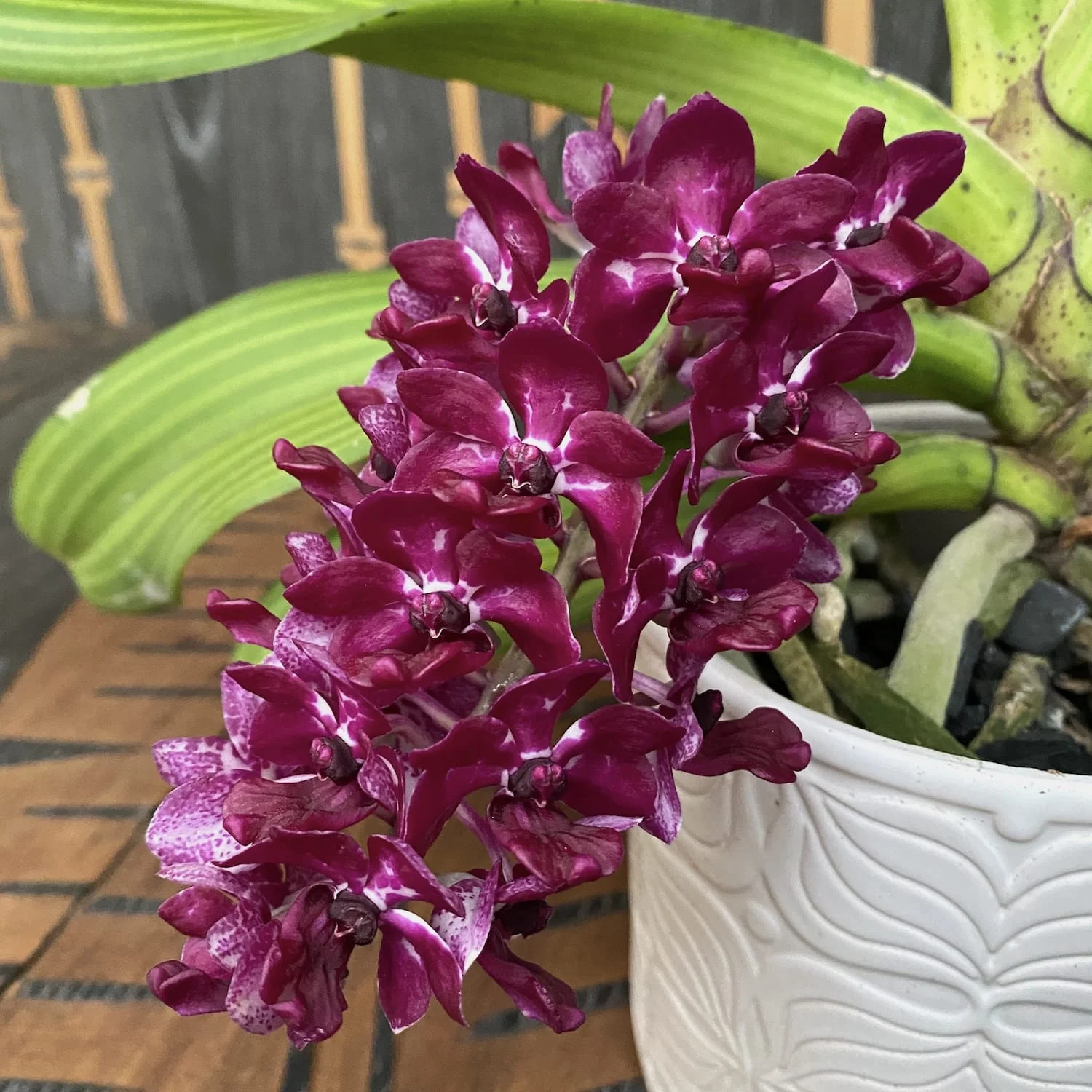 Rhynchostylis gigantea 'Red’