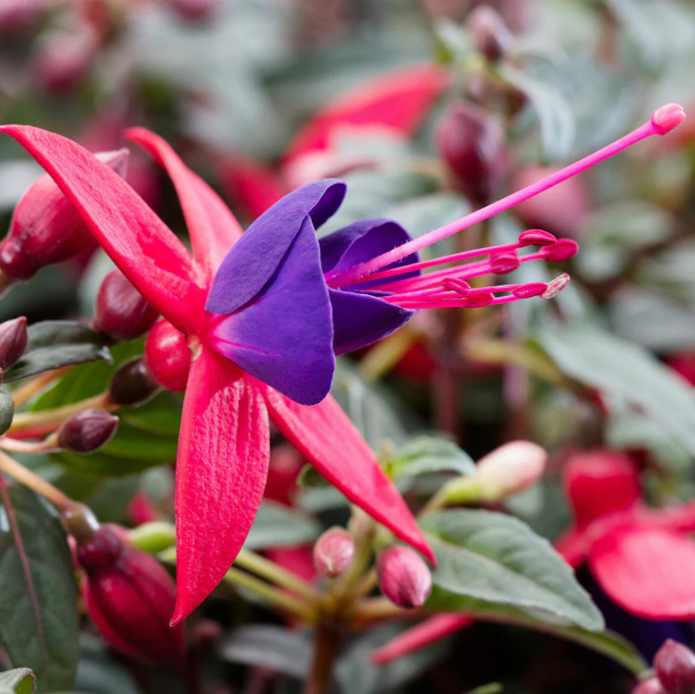 Fuchsia Bella Sacha (cercelusi la ghiveci)