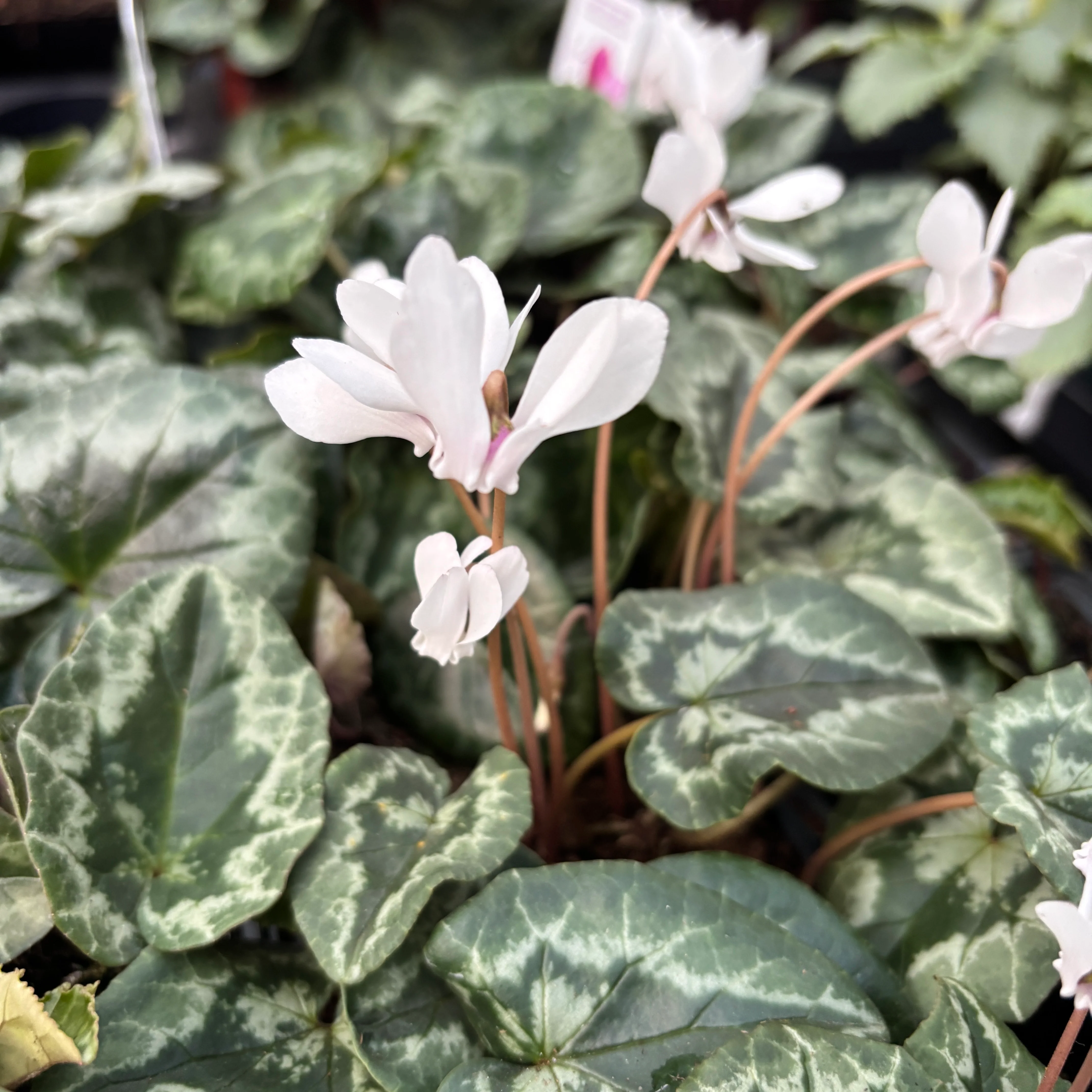 Cyclamen hederifolium ‘Album’ – delicatete de toamna cu flori albe pure si parfum subtil