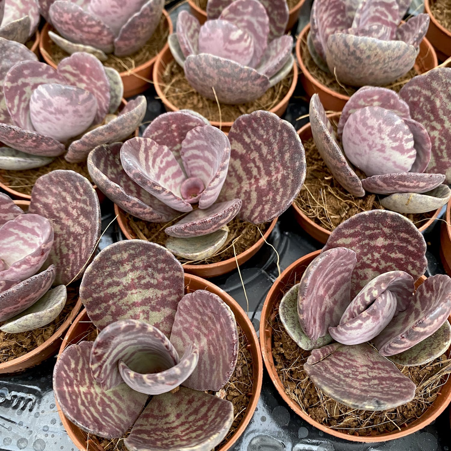 Kalanchoe Zebra