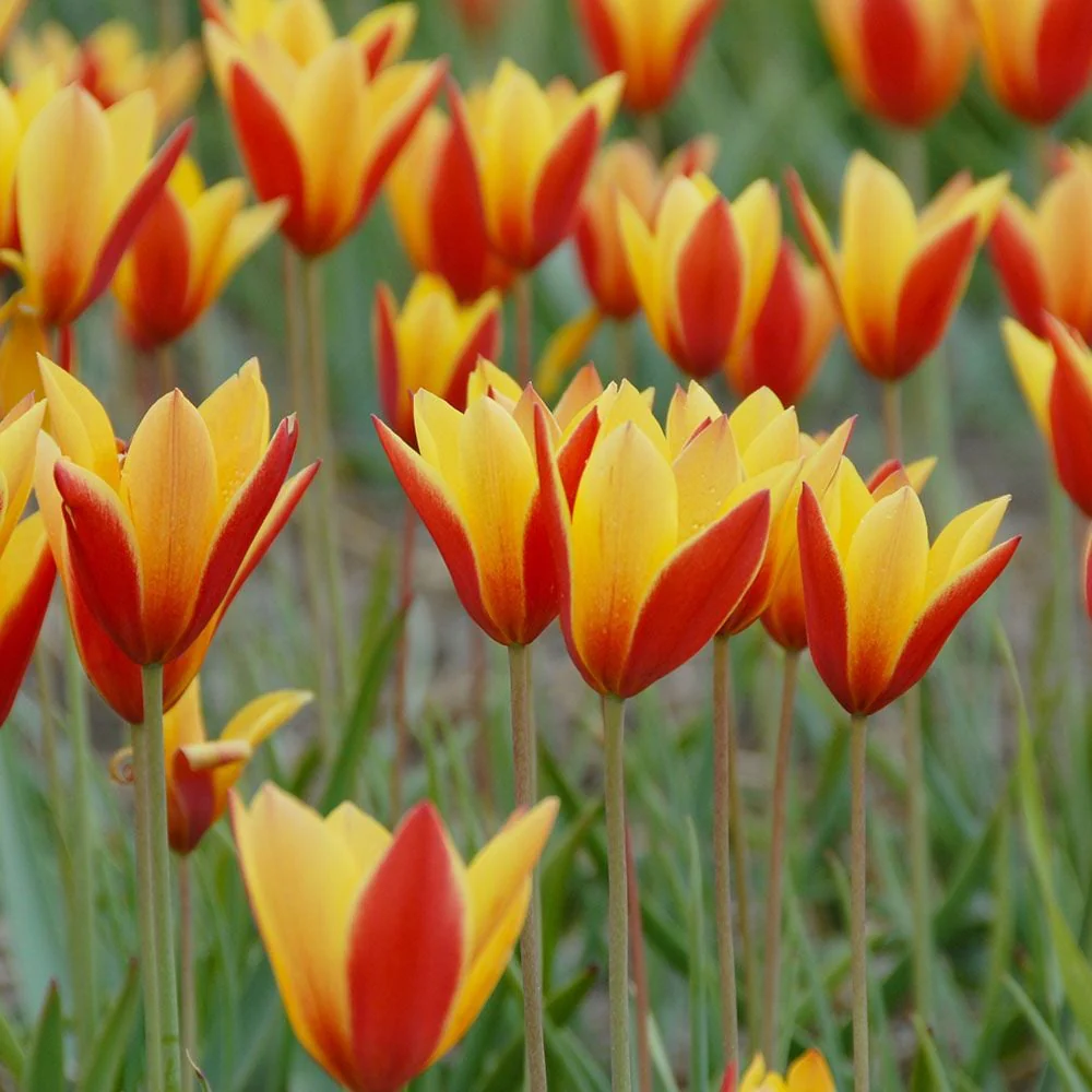 Bulbi de lalele cu flori bicolore in ghiveci (Tulipa Taco)