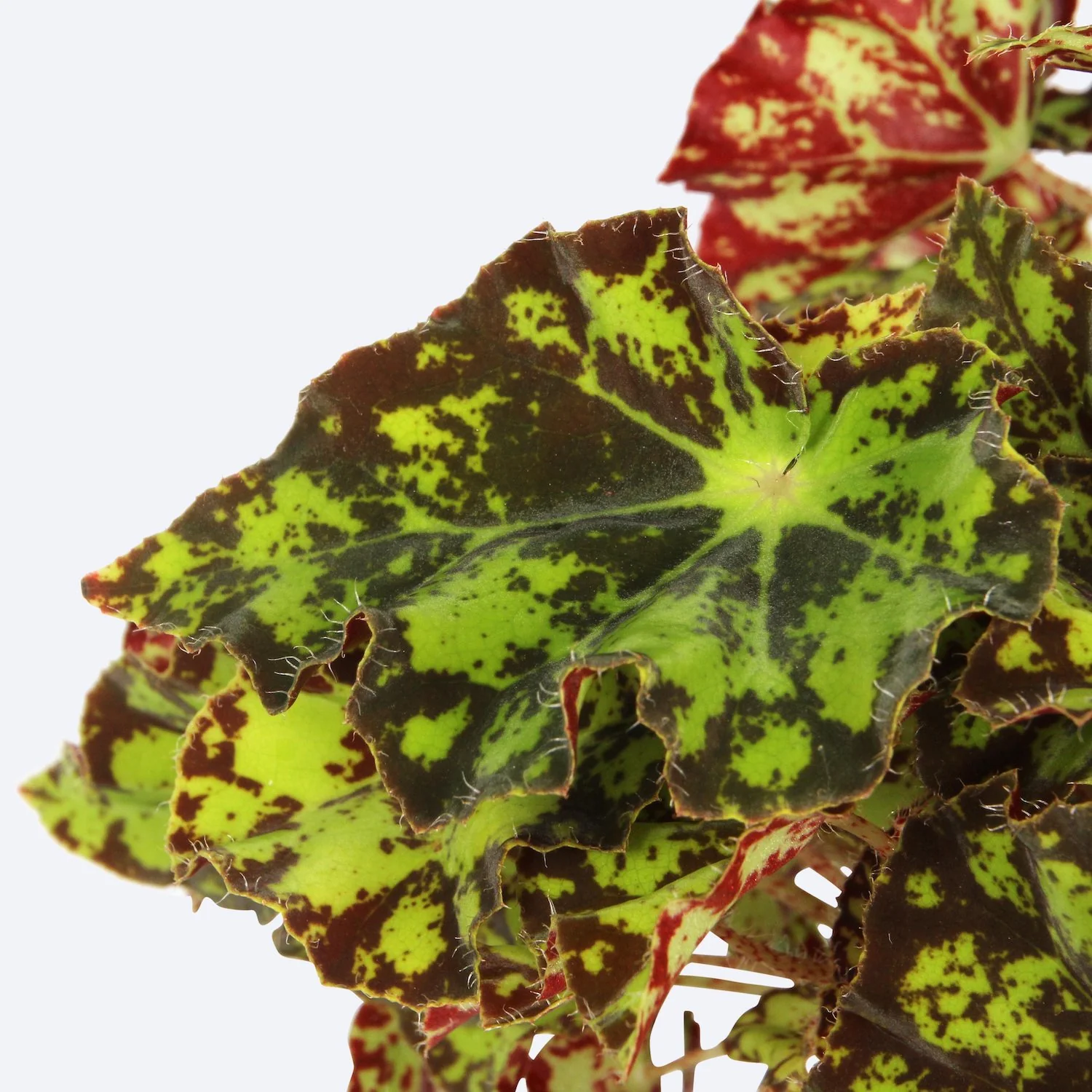 Begonia 'Magic Colours Rondeau’