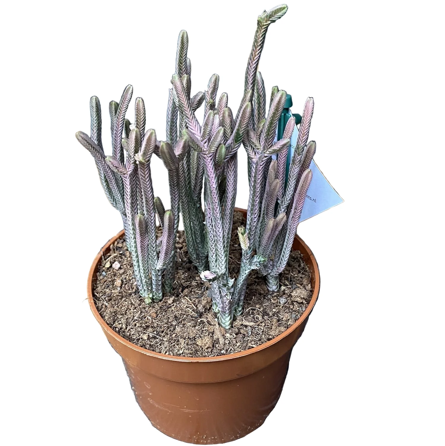 Crassula Lycopodiodides 'Rhapsody in Pink’