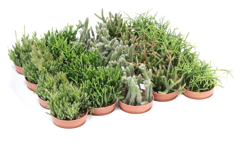 Rhipsalis mix mini – Cactus vasc