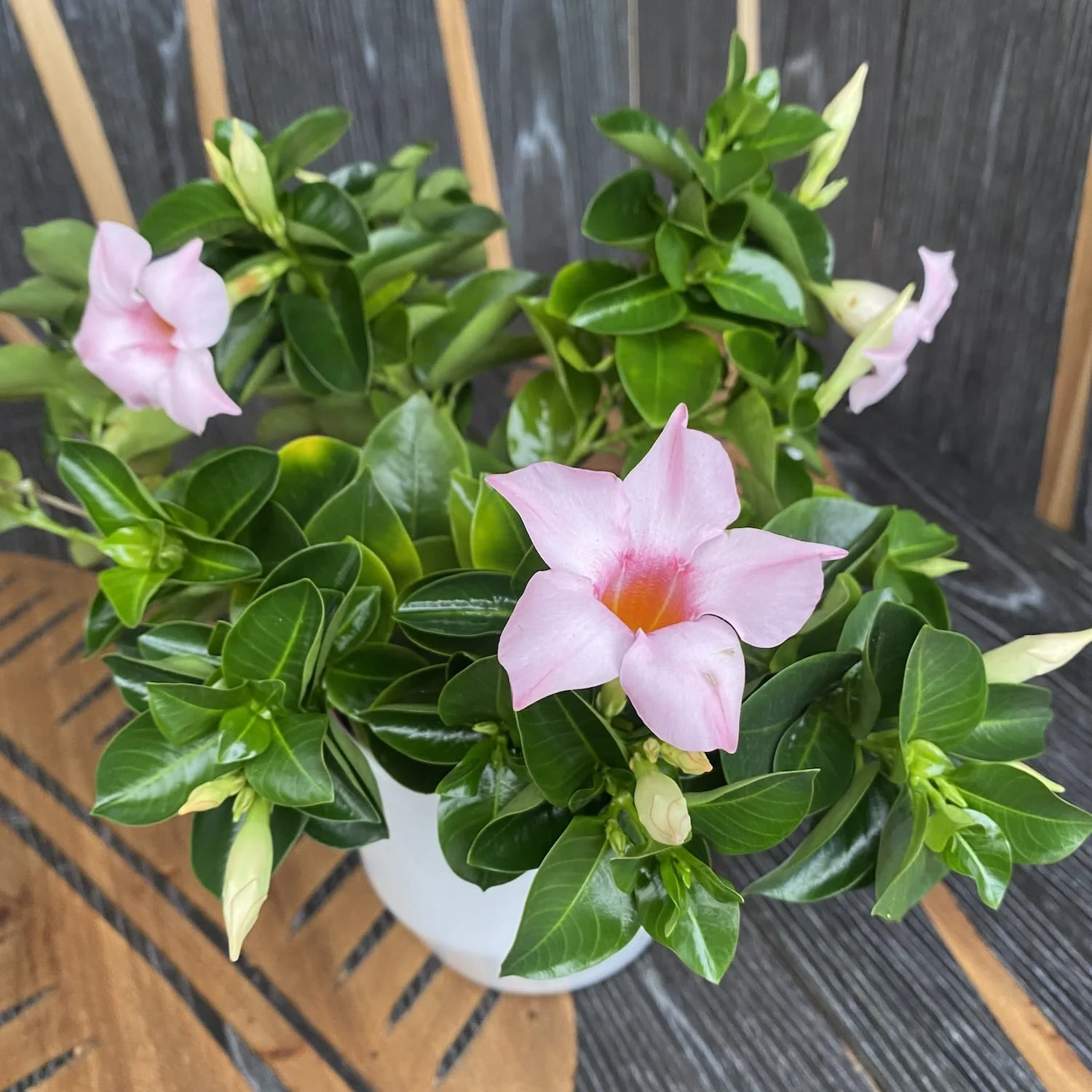 Dipladenia Cream Pink (flori parfumate) – minim 2plante/ghiveci